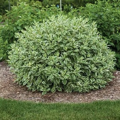 Дерен ЭЛЕГАНТИССИМА белый  Дерен ЭЛЕГАНТИССИМА белый в Москве