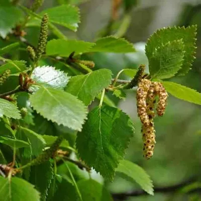 Береза бумажная — описание сорта Береза бумажная в Москве