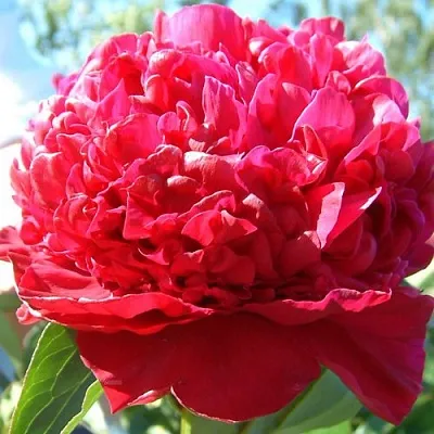 Пион ИНСПЕКТОР ЛАВЕРН травянистый  Пион ИНСПЕКТОР ЛАВЕРН травянистый в Москве