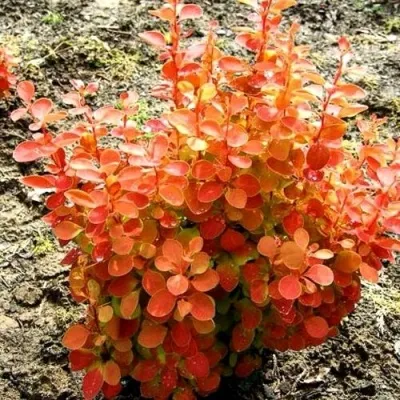 Барбарис ОРАНЖ ФАЙЕР тунберга в Москве