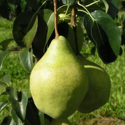 Груша МИНСКАЯ колонновидная — описание сорта Груша МИНСКАЯ колонновидная в Москве