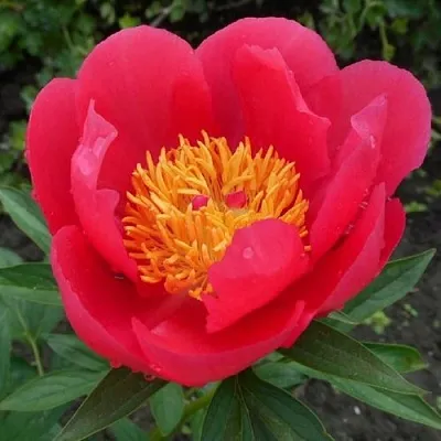 Пион МОСКВА травянистый  Пион МОСКВА травянистый в Москве