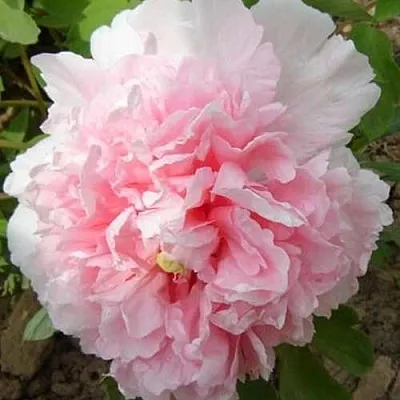 Пион БУКЕТ РОЗОВЫХ ГВОЗДИК древовидный  Пион БУКЕТ РОЗОВЫХ ГВОЗДИК древовидный в Москве