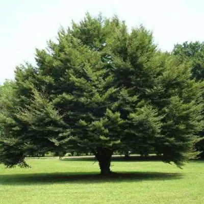 Бук обыкновенный — описание сорта Бук обыкновенный в Москве