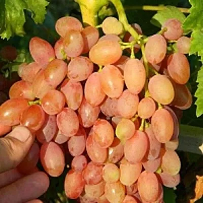 Виноград КИШМИШ ЛУЧИСТЫЙ  Виноград КИШМИШ ЛУЧИСТЫЙ в Москве