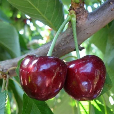 Черешня СЮБАРОВСКАЯ — описание сорта Черешня СЮБАРОВСКАЯ в Москве