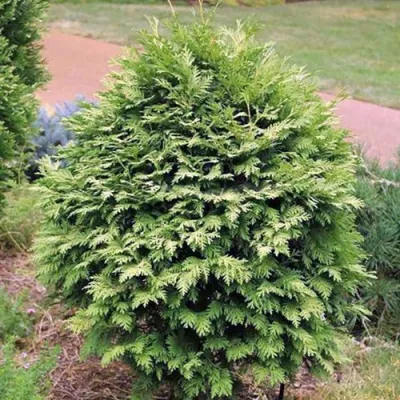 Туя ВАРЕАНА ЛЮТЕСЦЕНС западная — описание сорта Туя ВАРЕАНА ЛЮТЕСЦЕНС западная в Москве