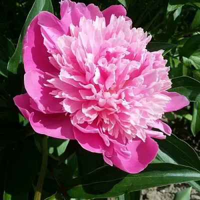 Пион ГОЛУБАЯ ХРИЗАНТЕМА травянистый  Пион ГОЛУБАЯ ХРИЗАНТЕМА травянистый в Москве