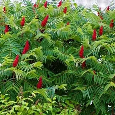 Сумах  Сумах в Москве