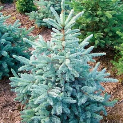 Ель КЕЙБАБ колючая  Ель КЕЙБАБ колючая в Москве