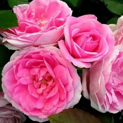 Саженцы роз ПРЕЙРИ ДЖОЙ шраб в Москве