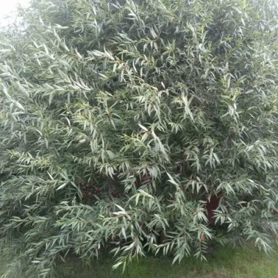 Ива СЕРЕБРИСТАЯ — описание сорта Ива СЕРЕБРИСТАЯ в Москве