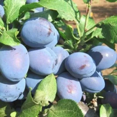 Слива ГИЛЬБЕРТ — описание сорта Слива ГИЛЬБЕРТ в Москве