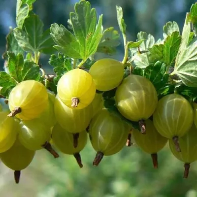 Крыжовник ХИННОНМАЙНЕН КЕЛЬТАЙНЕН — описание сорта Крыжовник ХИННОНМАЙНЕН КЕЛЬТАЙНЕН в Москве