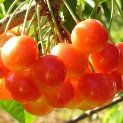 Черешня СОПЕРНИЦА — описание сорта Черешня СОПЕРНИЦА в Москве