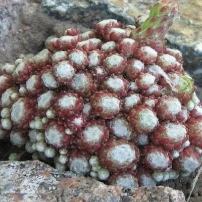 Молодило ГНАФАЛИУМ — описание сорта Молодило ГНАФАЛИУМ в Москве