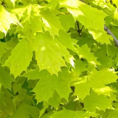 Клен ПРИНСЕТОН ГОЛД остролистный — описание сорта Клен ПРИНСЕТОН ГОЛД остролистный в Москве