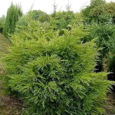 Можжевельник КУРИВАО ГОЛД китайский  Можжевельник КУРИВАО ГОЛД китайский в Москве