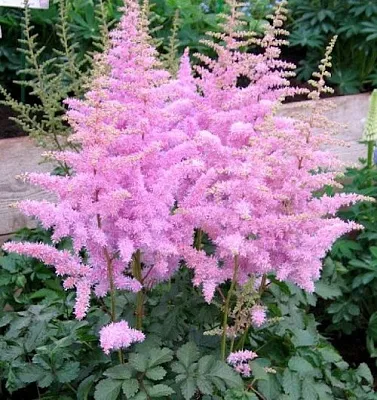 Астильба ГИАЦИНТ Арендса  Астильба ГИАЦИНТ Арендса в Москве