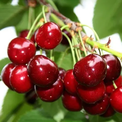 Черешня МИНЧАНКА — описание сорта Черешня МИНЧАНКА в Москве