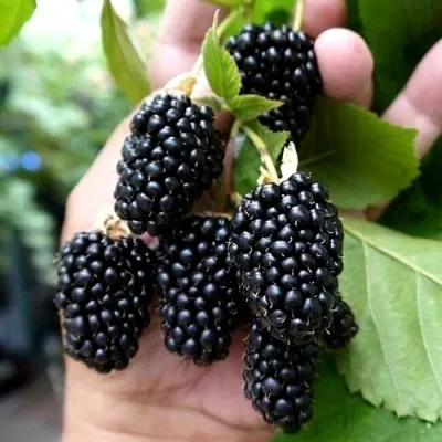 Ежевика ПРАЙМ АРК 45 ремонтантная — описание сорта Ежевика ПРАЙМ АРК 45 ремонтантная в Москве