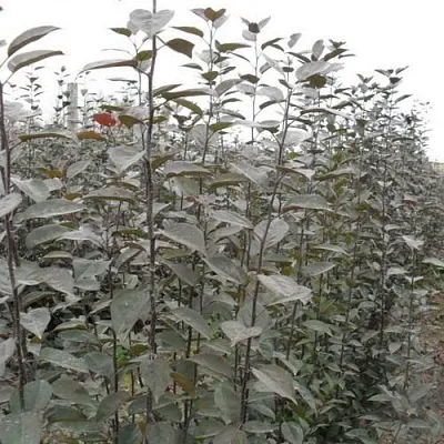 Подвой яблони 54-118  Подвой яблони 54-118 в Москве