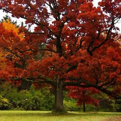 Дуб  Дуб в Москве