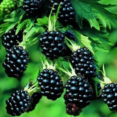 Ежевика КИТАНИНИ бесшипная — описание сорта Ежевика КИТАНИНИ бесшипная в Москве