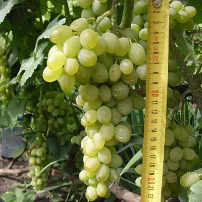 Виноград АНАНАСНЫЙ РАННИЙ  Виноград АНАНАСНЫЙ РАННИЙ в Москве