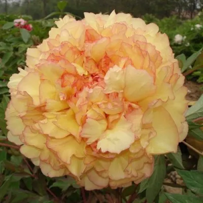 Пион ЗОЛОТАЯ РОССЫПЬ древовидный — описание сорта Пион ЗОЛОТАЯ РОССЫПЬ древовидный в Москве