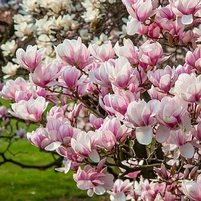 Магнолия  Магнолия в Москве