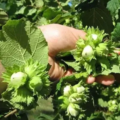 Фундук ТОНДА РОМАНА — описание сорта Фундук ТОНДА РОМАНА в Москве