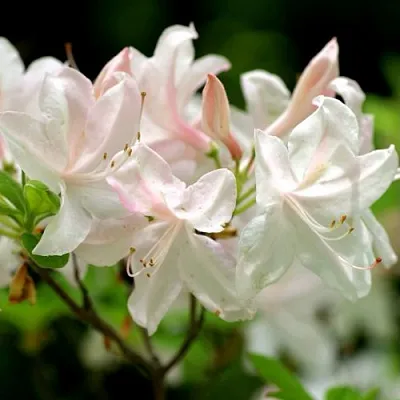 Азалия УАЙТ ЛАЙТС листопадная  Азалия УАЙТ ЛАЙТС листопадная в Москве