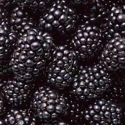 Ежевика ОРКАН бесшипная  Ежевика ОРКАН бесшипная в Москве