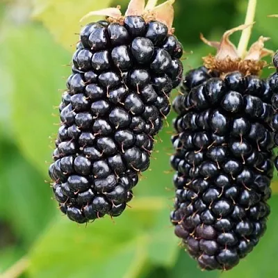 Ежевика КОЛАМБИЯ ГИГАНТ бесшипная  Ежевика КОЛАМБИЯ ГИГАНТ бесшипная в Москве