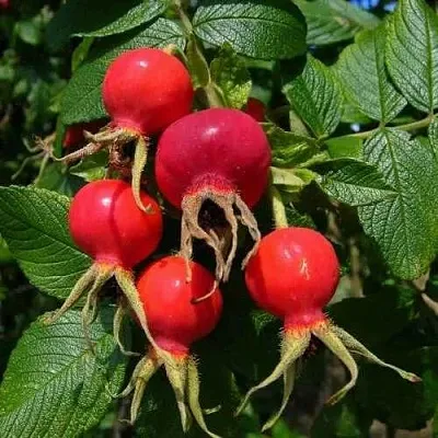 Шиповник ВИТАМИННЫЙ ВНИВИ  Шиповник ВИТАМИННЫЙ ВНИВИ в Москве