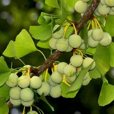 Гинкго билоба  Гинкго билоба в Москве