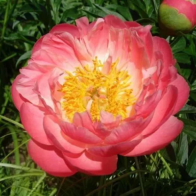 Пион ПИНК ГАВАЙАН КОРАЛ травянистый  Пион ПИНК ГАВАЙАН КОРАЛ травянистый в Москве