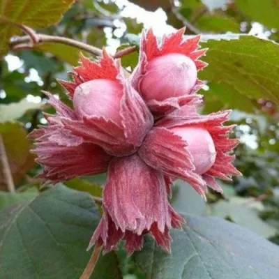 Фундук СКАРЛЕТТ — описание сорта Фундук СКАРЛЕТТ в Москве