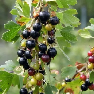 Смородина золотистая ПЛОТНОМЯСАЯ — описание сорта Смородина золотистая ПЛОТНОМЯСАЯ в Москве