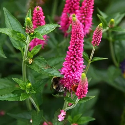саженцы вероники саженцы вероники