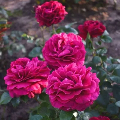 Саженцы роз БЕЛЬВЬЮ чайно-гибридная — описание сорта Саженцы роз БЕЛЬВЬЮ чайно-гибридная в Москве