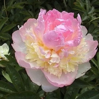 Пион РАСБЕРРИ САНДЕЙ травянистый — описание сорта Пион РАСБЕРРИ САНДЕЙ травянистый в Москве