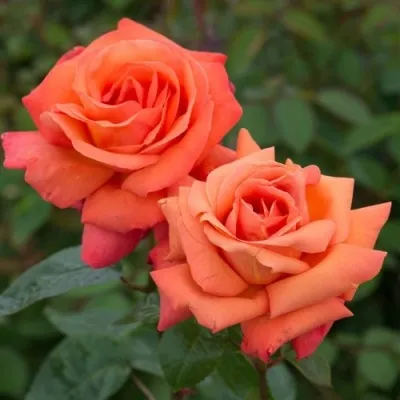 Саженцы роз АПАЧИ чайно-гибридная в Москве