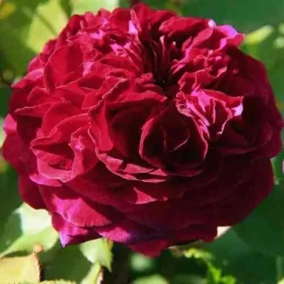 Саженцы роз ДИНО ДЕ ЛАУРЕНТИС шраб — описание сорта Саженцы роз ДИНО ДЕ ЛАУРЕНТИС шраб в Москве