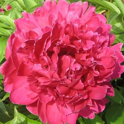 Пион ПУРПУРНЫЙ ФЕНИКС травянистый  Пион ПУРПУРНЫЙ ФЕНИКС травянистый в Москве