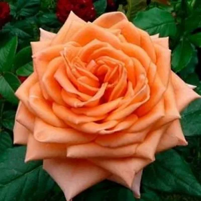 Саженцы роз ЭЛЬДОРАДО чайно-гибридная — описание сорта Саженцы роз ЭЛЬДОРАДО чайно-гибридная в Москве