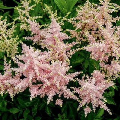 Астильба СЕСТРА ТЕРЕЗА Арендса  Астильба СЕСТРА ТЕРЕЗА Арендса в Москве