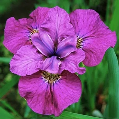 Ирис СИ Я ЛЕЙТЕР сибирский в Москве