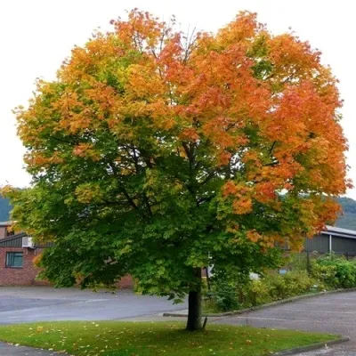 Клен остролистный — описание сорта Клен остролистный в Москве